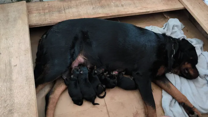 Rottweiler 