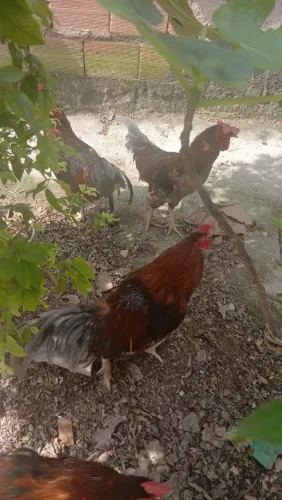 Galos e Galinhas 