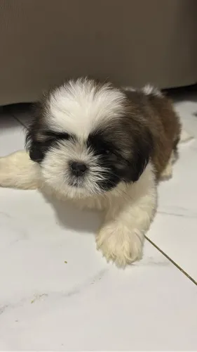 Cachorro Shih Tzu( Macho)