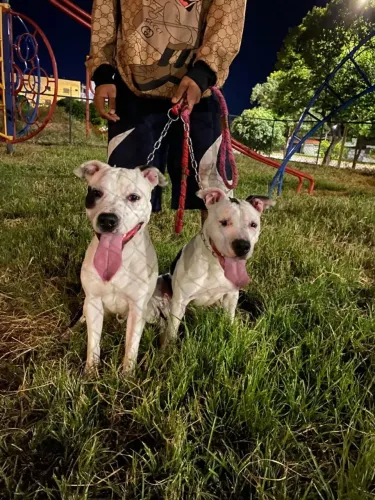 FILHOTES DE STAFF BULL/PITBULL