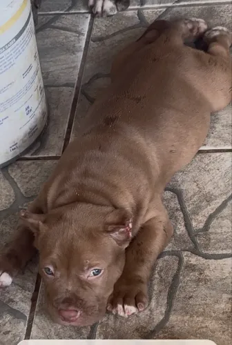 Vendo filhote de pit monster