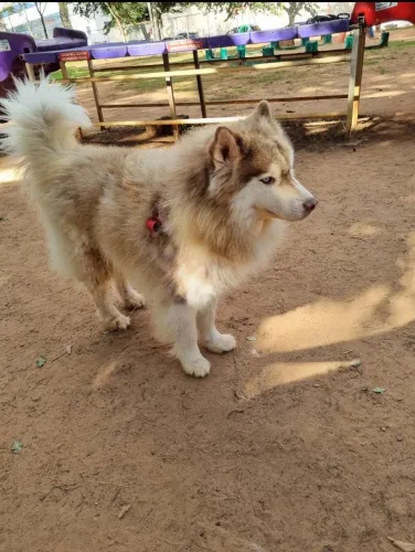 Doaçao de Husk Siberiano