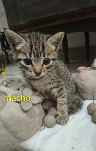 Gato pra adoção responsável 