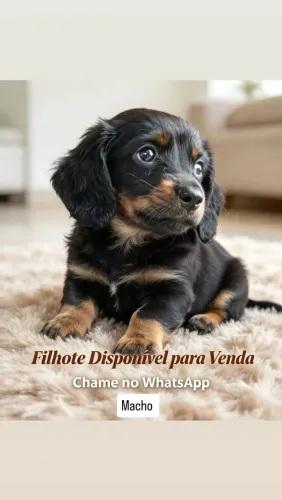 Basset dachshund pelo longo Miniatura