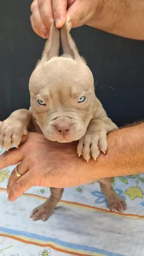 Filhotes American Bully XL / Brazillian Bull 