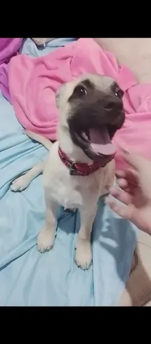 Doa-se filhotes de cão 