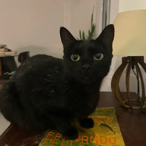 GATINHA CASTRADA PARA ADOÇÃO