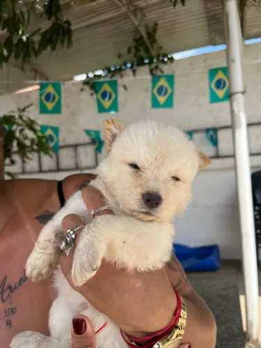 Filhote husky siberiano