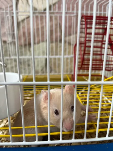 Hamister sírio com gaiola e ração 