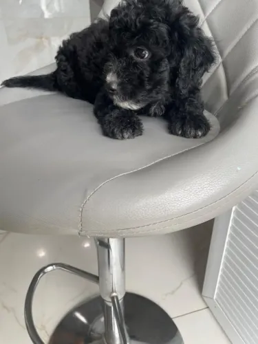 Poodle machinho 