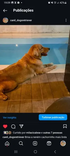 Golden Retriever filhotinhos