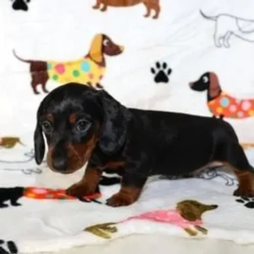 Dachshund,Dachshund Filhote Saudável Excelente Companhia