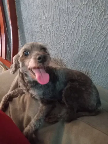 Doação dessa cachorrinha!