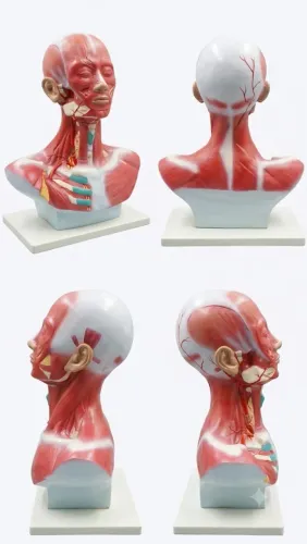 Modelo Anatômico de Musculatura Cabeça e Pescoço DV00239