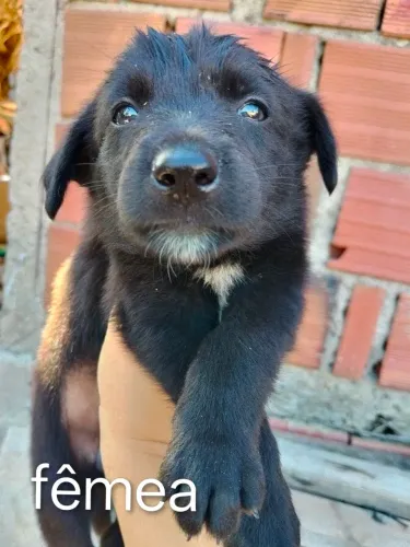 Cachorrinhos para adoção