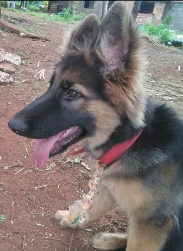 Cão Pastor Alemão Pelo longo Fêmea. 5 meses. 64 9  *. Clóvis