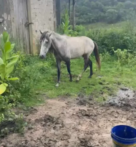 Potro 2 anos piquira