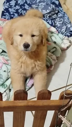 Golden Retriever