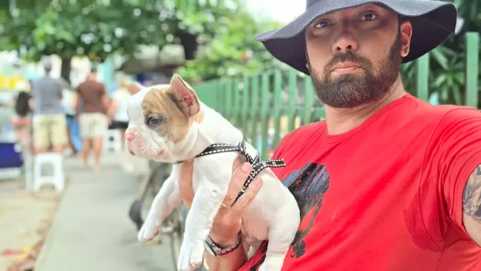 Buldogue francês filhote