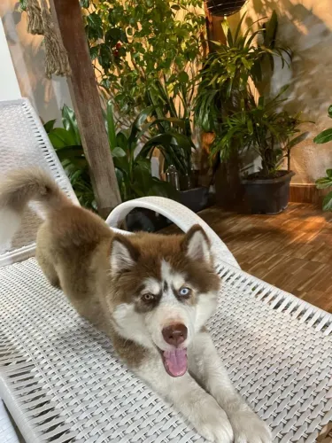 Cachorro