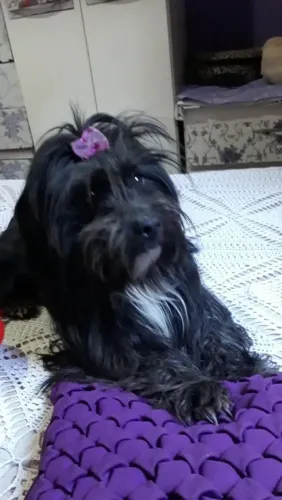 Lhasa femia 