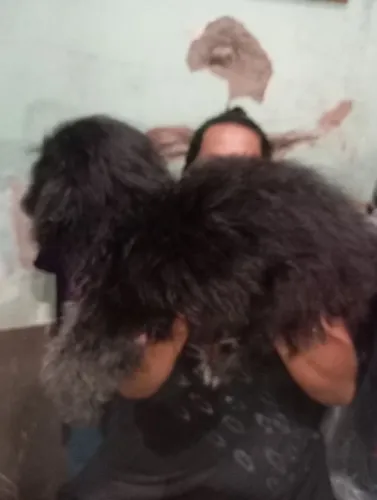 vendo dois cachorros, mais informações entrar em ctt com o número , *21