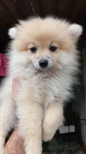 Spitz alemão raposinha 