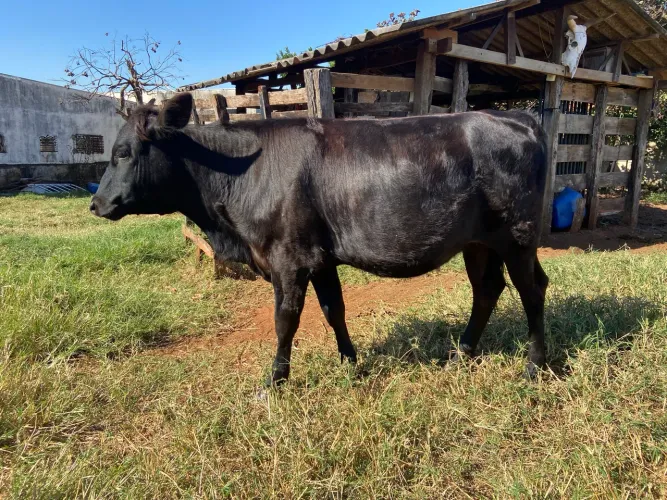 Bezerra Angus X Senepol - 11 meses de idade - Está em Valentim Gentil !