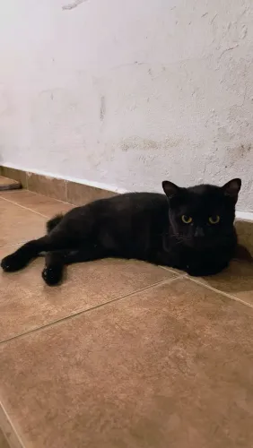 Gato