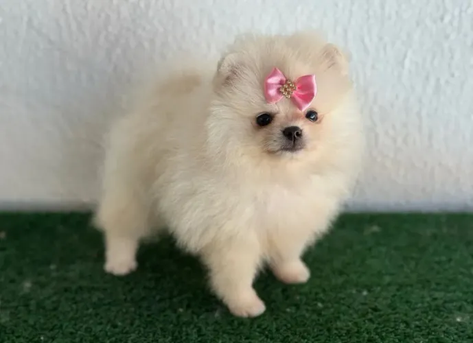 Lulu 