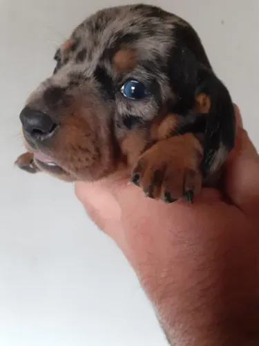 Dachshund maravilhoso bem arlequim