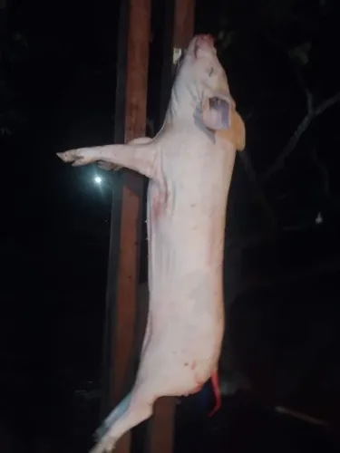 Porco caipira 