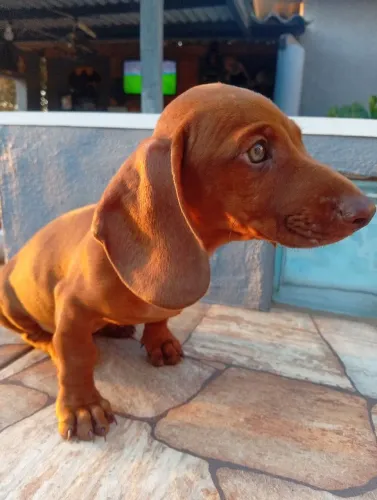 Cachorro 