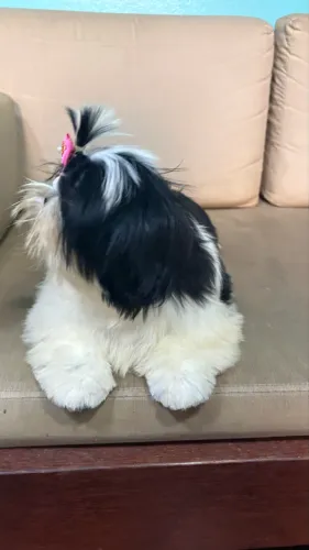 Shih tzu fêmea