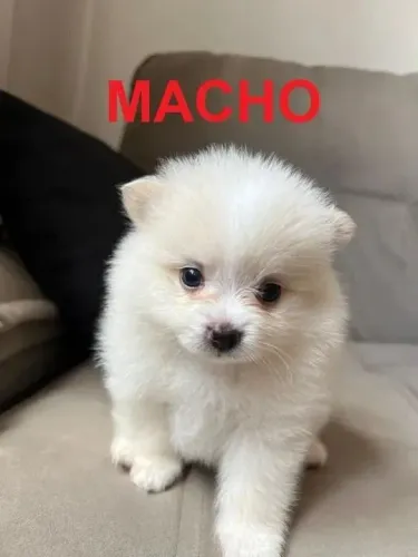 Lulu macho Um cachorrinho desses não aparece todo dia