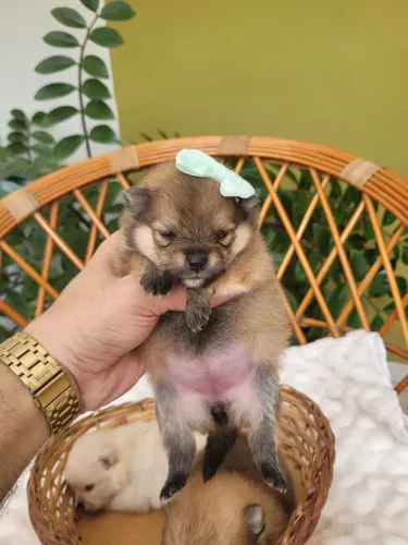 Spitz Alemão 