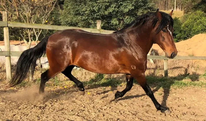 Cavalo marchador de picada