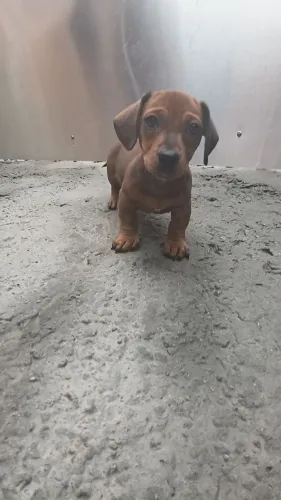 Fêmea daschund salsicha