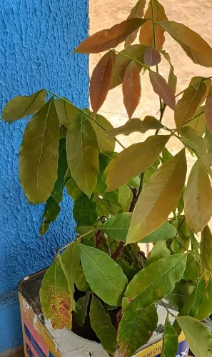 Pitonba