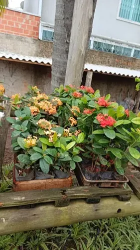 Mudas de ixoria 