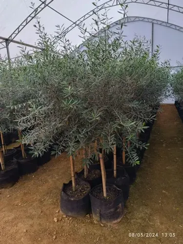 Mudas de Oliveira