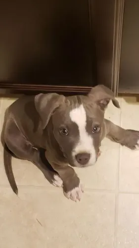 Filhote de Pitbull carinha de sapeca 