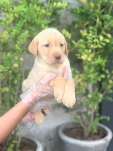 Labrador original, cabeçudo, padrão ingles