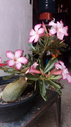 Planta ornamental