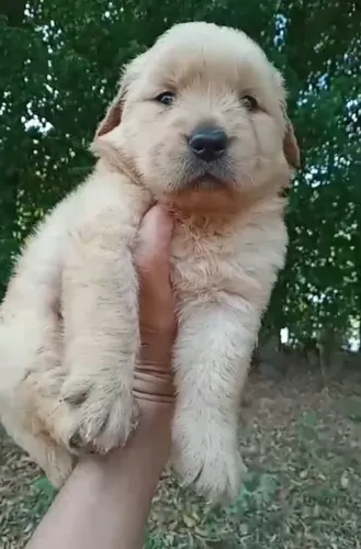 Golden Retriever pelagem linda a venda