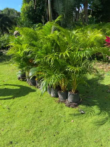 Palmeiras Areca - Mudas para seu jardim