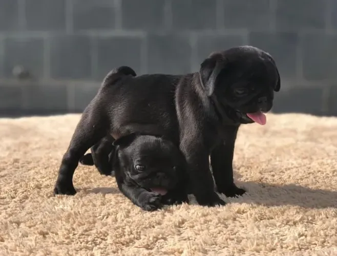 Pug macho pretinho com 90 dias, 4 doses da vacina v10-Daniela