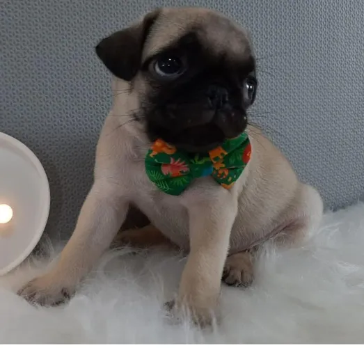 Pug filhote machinho mini - Sorocaba Fofo e Charmoso!