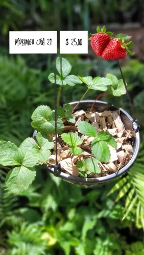 Muda de Morango em Cuia - R$25,00