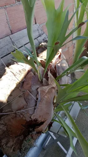 Samambaia-Chifre-de-Veado